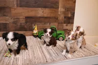 Copper red tri 1 blue eye, a male Toy Australian Shepherd for sale in Crawford, CO – 4 of 6