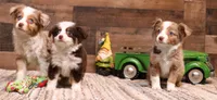 Copper red tri 1 blue eye, a male Toy Australian Shepherd for sale in Crawford, CO – 2 of 6