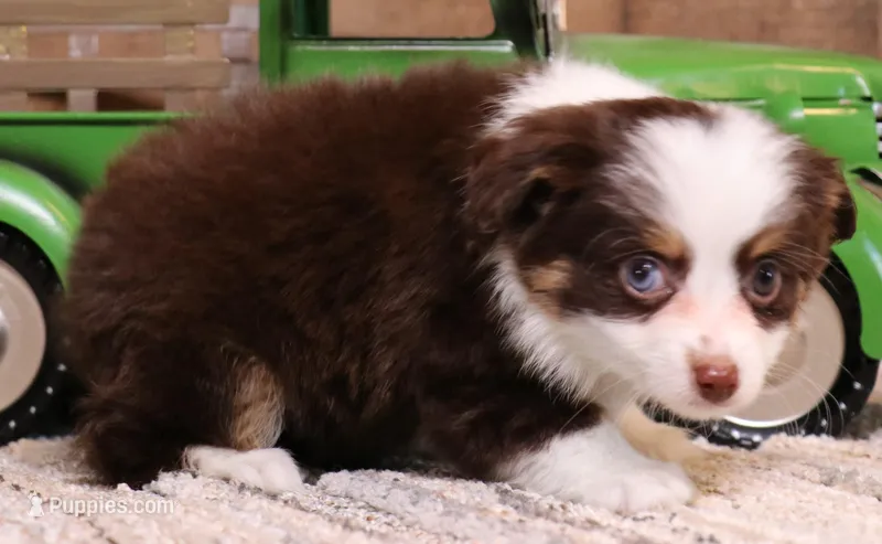 Copper red tri 1 blue eye – Toy Australian Shepherd puppy for sale in Crawford, CO
