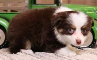Copper red tri 1 blue eye, a male Toy Australian Shepherd for sale in Crawford, CO – 1 of 6
