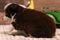 Copper red tri 1 blue eye, a male Toy Australian Shepherd for sale in Crawford, CO – 3 of 6