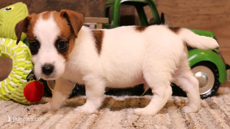 Smith is a shorty – Jack Russell Terrier puppy for sale in Crawford, CO