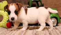 Smith is a shorty, a male Jack Russell Terrier for sale in Crawford, CO – 1 of 9