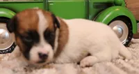 Smith is a shorty, a male Jack Russell Terrier for sale in Crawford, CO – 5 of 9