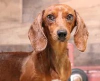 Phoenix blue/tan dapple smooth f, a male Miniature Dachshund for sale in Crawford, CO – 5 of 5