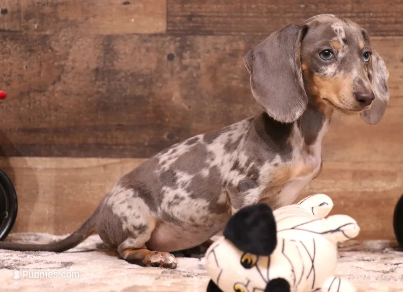 Phoenix blue/tan dapple smooth f – Miniature Dachshund puppy for sale in Crawford, CO