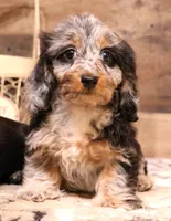 Bella softwire dapple, a female Miniature Dachshund for sale in Crawford, CO – Photo 4 of 7