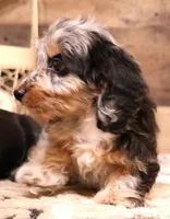 Bella softwire dapple, a female Miniature Dachshund for sale in Crawford, CO – Photo 3 of 7