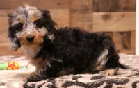 Bella softwire dapple, a female Miniature Dachshund for sale in Crawford, CO – Photo 2 of 7