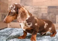 Bella softwire dapple, a female Miniature Dachshund for sale in Crawford, CO – Photo 6 of 7