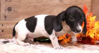 Patch black/tan pied smooth male, a male Miniature Dachshund for sale in Crawford, CO – 3 of 8