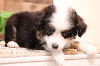 Chip black-tri 1 blue eye, a male Toy Australian Shepherd for sale in Crawford, CO – 3 of 8