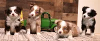 Chip black-tri 1 blue eye, a male Toy Australian Shepherd for sale in Crawford, CO – 4 of 8