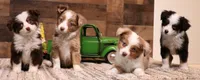 Chip black-tri 1 blue eye, a male Toy Australian Shepherd for sale in Crawford, CO – 5 of 8