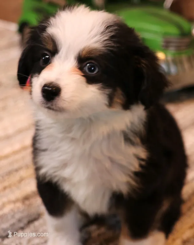 Chip black-tri 1 blue eye – Toy Australian Shepherd puppy for sale in Crawford, CO