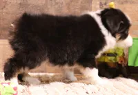Chip black-tri 1 blue eye, a male Toy Australian Shepherd for sale in Crawford, CO – 2 of 8