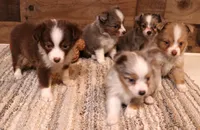Jade, a female Toy Australian Shepherd for sale in Crawford, CO – 8 of 9