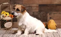 Shorty Rip has a black head, a male Jack Russell Terrier for sale in Crawford, CO – 6 of 8