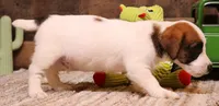 Stew is a shorty, a male Jack Russell Terrier for sale in Crawford, CO – 3 of 10
