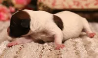 Sailor is a shorty, a female Jack Russell Terrier for sale in Crawford, CO – 3 of 5