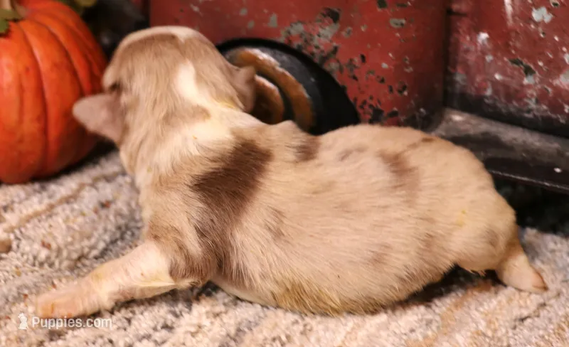 Indi red merle female – Toy Australian Shepherd puppy for sale in Crawford, CO