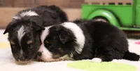 Genie black tri tailed f, a female Toy Australian Shepherd for sale in Crawford, CO – 3 of 7