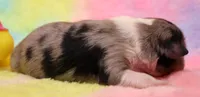 Reed blue merle, a female Toy Australian Shepherd for sale in Crawford, CO – 2 of 5