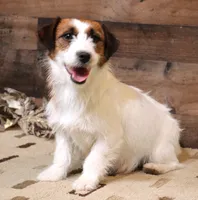Seely is a shorty male, a male Jack Russell Terrier for sale in Crawford, CO – 5 of 5