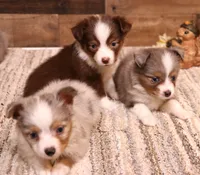 Juliann, a female Toy Australian Shepherd for sale in Crawford, CO – 4 of 9