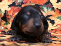 Watson black/tan smooth, a male Miniature Dachshund for sale in Crawford, CO – 2 of 5