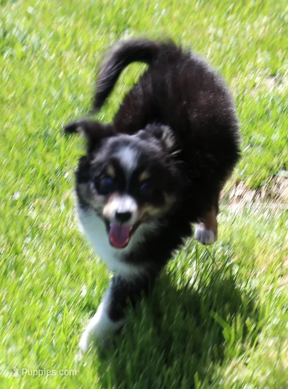 Sarge with tail – Toy Australian Shepherd puppy for sale in Crawford, CO