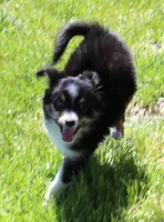 Sarge with tail, a male Toy Australian Shepherd for sale in Crawford, CO – 1 of 5