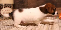 Rex is a shorty, a male Jack Russell Terrier for sale in Crawford, CO – 4 of 6