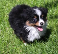 Twila, a female Toy Australian Shepherd for sale in Crawford, CO – 5 of 10