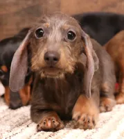 Sparrow blue/tan wirehair, a female Miniature Dachshund for sale in Crawford, CO – 2 of 10