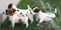 Sawyer is a shorty male, a male Jack Russell Terrier for sale in Crawford, CO – 10 of 10