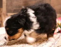 Twila, a female Toy Australian Shepherd for sale in Crawford, CO – 1 of 7