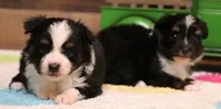 Genie black tri tailed f, a female Toy Australian Shepherd for sale in Crawford, CO – 5 of 7