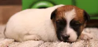 Sawyer is a shorty male, a male Jack Russell Terrier for sale in Crawford, CO – 7 of 9