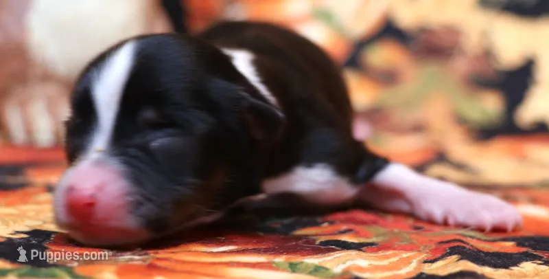 Cheri smallest black tri, a female Toy Australian Shepherd for sale in Crawford, CO – 1 of 4