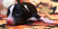 Cheri smallest black tri, a female Toy Australian Shepherd for sale in Crawford, CO – 1 of 4