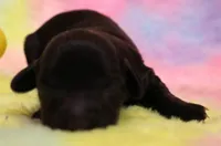 Ely black m, a male Miniature Dachshund for sale in Crawford, CO – 2 of 4