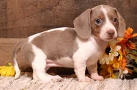 Olive Isabella/tan Pied smooth f, a female Miniature Dachshund for sale in Crawford, CO – 2 of 7