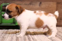 Sawyer is a shorty male, a male Jack Russell Terrier for sale in Crawford, CO – 2 of 9