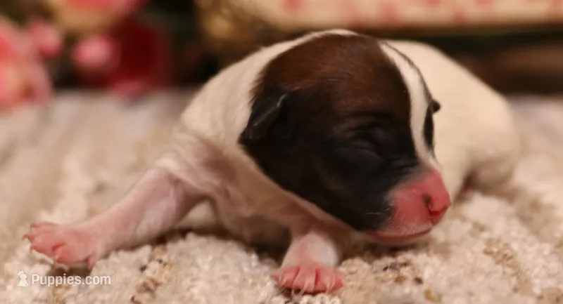 Sailor is a shorty – Jack Russell Terrier puppy for sale in Crawford, CO