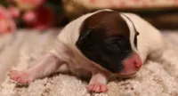 Sailor is a shorty, a female Jack Russell Terrier for sale in Crawford, CO – 1 of 5