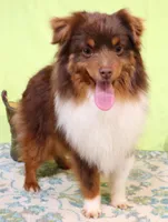 Rita black-tri, a female Toy Australian Shepherd for sale in Crawford, CO – 4 of 5