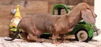 Shaggy red smoothcoat, a male Miniature Dachshund for sale in Crawford, CO – 3 of 4