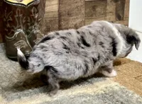 Shep blue merle with tail, a male Toy Australian Shepherd for sale in Crawford, CO – 3 of 7