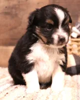 Cora black tri female, a female Toy Australian Shepherd for sale in Crawford, CO – 2 of 4